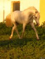 /album/fotogaleria/obrazky-4ever-sk-arab-zviera-kon-6360683-jpg1/